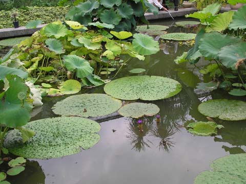 御苑の池